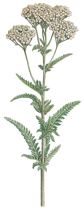  lambert schafgarbe web 100dpi