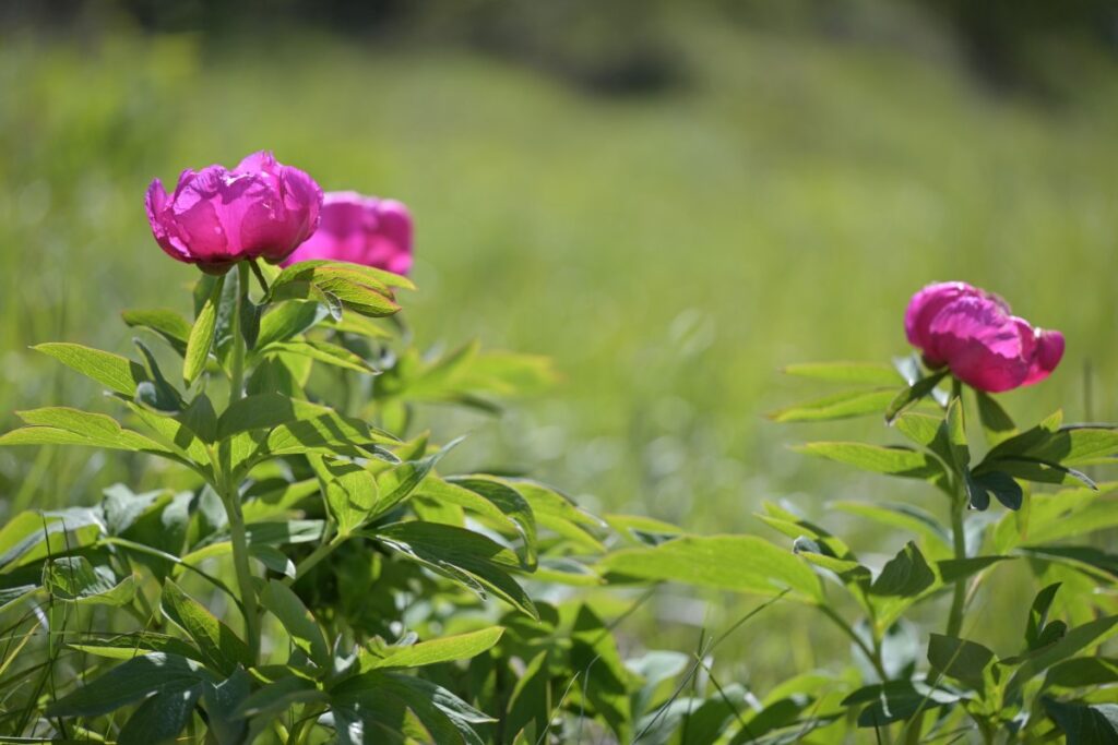 Yamuna Lambert Naturbild