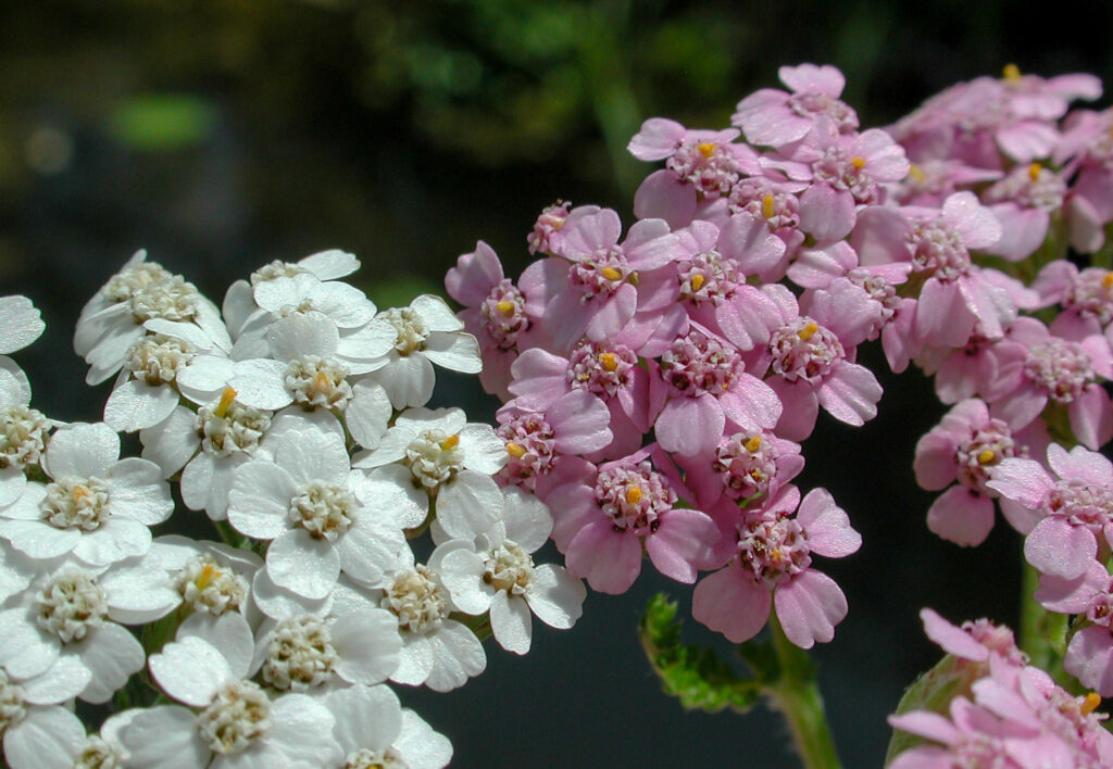 achillea millefolium weiß und rosa2