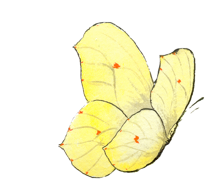 zitronenfalter Yamuna Lambert